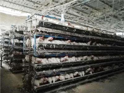 {“title”: “黔江水市乡 加强养殖场所监管 保障畜禽产品安全”, “content”: “近年来，随着畜禽养殖业的快速发展，畜产品质量安全日益成为社会关注的焦点。黔江区水市乡以保障人民群众“舌尖上的安全”为己任，积极探索创新监管模式，着力加强养殖场所监管，从源头上把控畜禽产品质量，为百姓餐桌筑起了一道坚实的安全屏障。\n\n水市乡地处武陵山区腹地，畜禽养殖是当地农民增收致富的重要产业。然而，部分养殖场存在防疫条件不达标、兽药使用不规范、养殖档案不健全等问题，给畜产品质量安全带来了隐患。为此，水市乡
