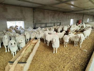 金塔县春季畜禽补栏近30万头（只） “三抓三促”行动助力畜牧产业强劲开局