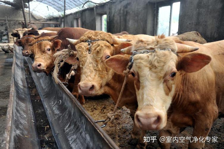 养殖场臭味重导致畜禽易生病？彻底除臭从源头到末端全攻略