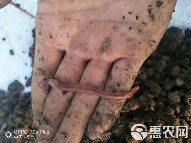 大平2号在畜禽养殖中的应用与效益分析